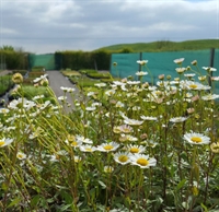Picture of Erigeron karvinskianus