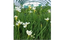 Picture of Iris sibirica ‘White Swirl’