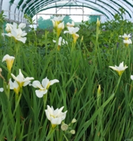 Picture of Iris sibirica ‘White Swirl’