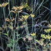 Picture of Rudbeckia sub. ‘Henry Eilers’