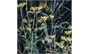 Picture of Rudbeckia sub. ‘Henry Eilers’