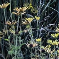 Picture of Rudbeckia sub. ‘Henry Eilers’