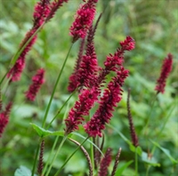 Picture of Persicaria amplex. ‘Blackfield’