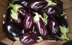 Picture of Lea Valley Aubergine