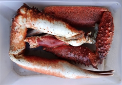 Picture of Spider Crab Claws