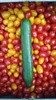 Picture of Mini Cucumber