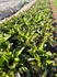 Oak Leaf Lettuce