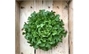 Picture of Oak Leaf Lettuce