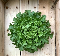 Picture of Oak Leaf Lettuce