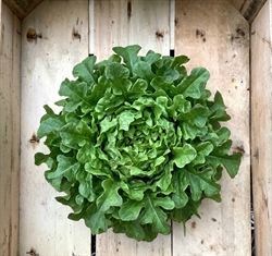 Picture of Oak Leaf Lettuce