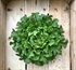 Oak Leaf Lettuce