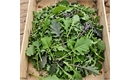 Picture of Mixed Baby Leaf Kale