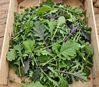 Picture of Mixed Baby Leaf Kale