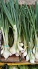 Picture of Spring Onions (bunch)