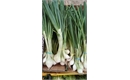 Picture of Spring Onions (bunch)