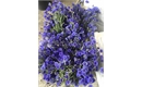Picture of Blue Cornflowers (Bunch)