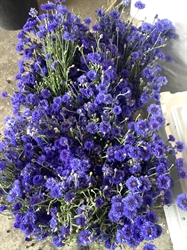 Picture of Blue Cornflowers (Bunch)