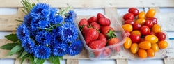 Picture of Cornflower, Strawberry & Tomato Bundle