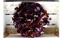 Picture of Red Oak Leaf Lettuce