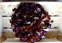 Picture of Red Oak Leaf Lettuce