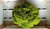 Picture of Lollo Biondo Lettuce