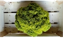 Picture of Lollo Biondo Lettuce