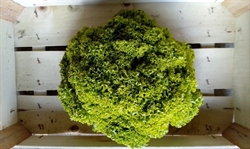 Picture of Lollo Biondo Lettuce