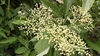 Picture of Fresh Elderflower