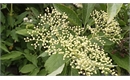 Picture of Fresh Elderflower