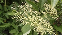Picture of Fresh Elderflower
