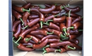 Picture of Chocolate Romano Peppers