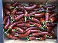 Picture of Chocolate Romano Peppers