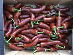 Picture of Chocolate Romano Peppers