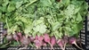 Picture of Big Purple Radishes