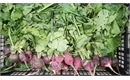 Picture of Big Purple Radishes