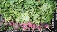 Picture of Big Purple Radishes