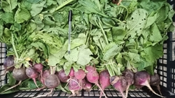 Picture of Big Purple Radishes