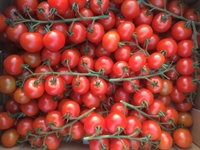 Picture of Organic Arreton Vine Tomatoes