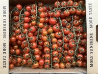 Picture of Organic Cherry Vine Tomatoes