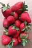 Picture of Sussex Strawberries Class 2