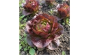 Picture of Little Red Gem Lettuce
