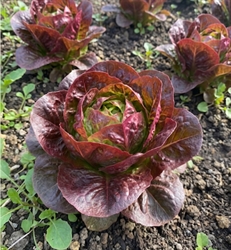 Picture of Little Red Gem Lettuce