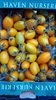 Picture of Large Yellow Plum Tomatoes