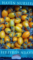 Picture of Large Yellow Plum Tomatoes