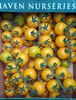 Picture of Yellow Vine Tomatoes