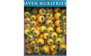 Picture of Yellow Vine Tomatoes