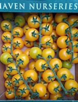 Picture of Yellow Vine Tomatoes
