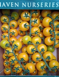 Picture of Yellow Vine Tomatoes