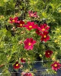 Picture of Cosmos (Bunch)