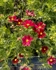Cosmos (Bunch)
